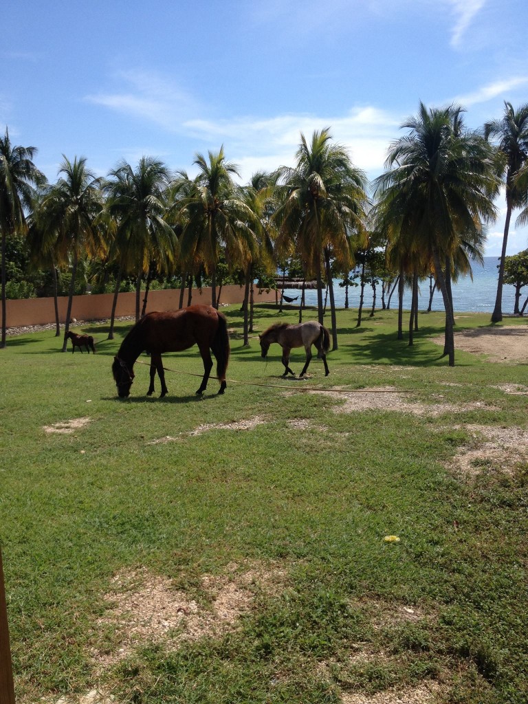 Beach church horses